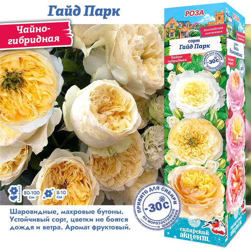 Роза Гайд Парк (Чайно-гибридная) 1шт
