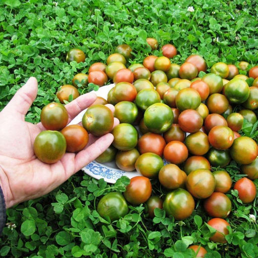 Помидоры Cherokee Chocolate - Дом помидоров фото 2