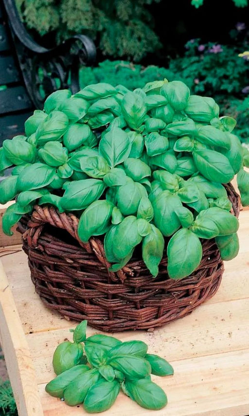 Базилик МАЛЕНЬКИЙ ПРОКАЗНИК® Изобилие витаминов на окне! Пикантный вкус, чудесный аромат! Улучшает аппетит и пищеварение! - Уральский дачник фото 2
