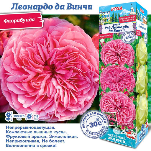 Роза Леонардо да Винчи (Флорибунда) 1шт