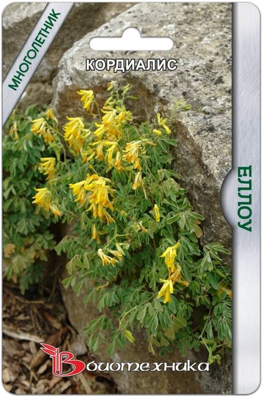 Кордиалис (Хохлатка) Еллоу