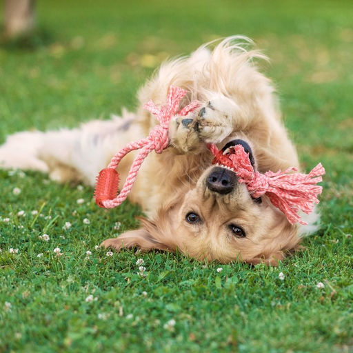 Игрушка канатная с жевательными элементами Зубочистка, 45 см, микс цветов - Пижон фото 7