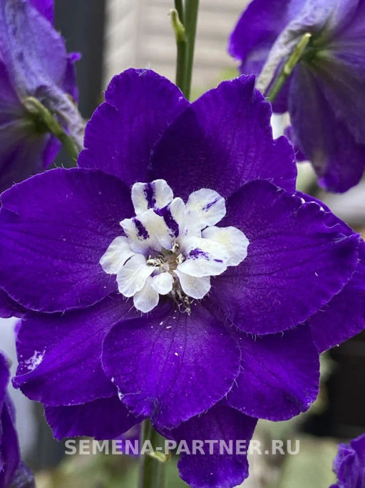 Дельфиниум Перпл Пейшен - Партнер фото 8
