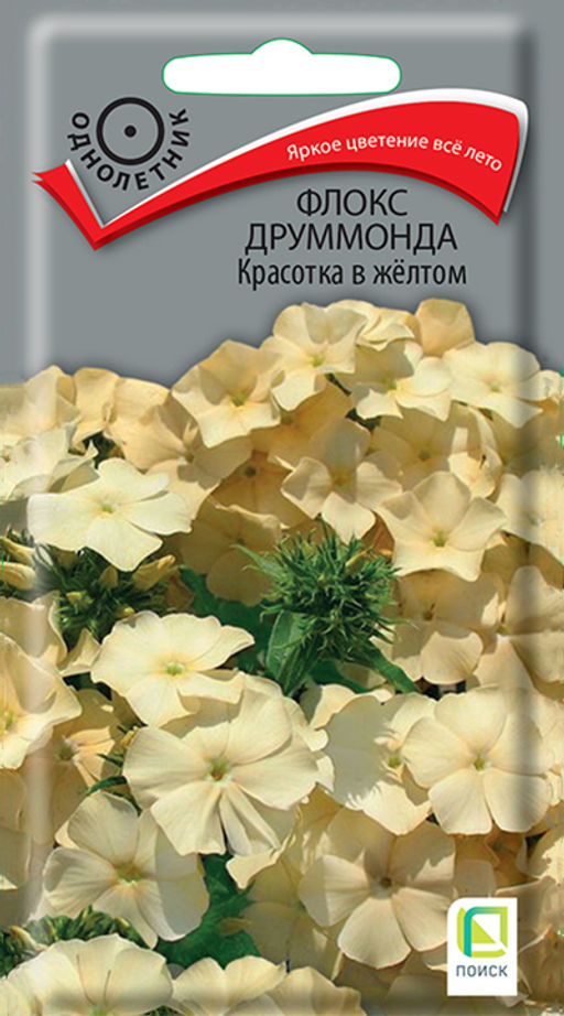 Флокс друммонда Красотка в жёлтом (ЦВ) (1) 0,1гр. - Поиск фото 2
