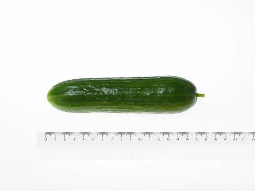 Огурец партенокарпический Маринин - Партнер фото 8