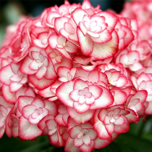 Гортензия крупнолистная Мисс Саори - 7цветов фото 2