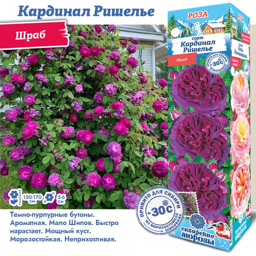 Роза Кардинал Ришелье (Шраб) 1шт