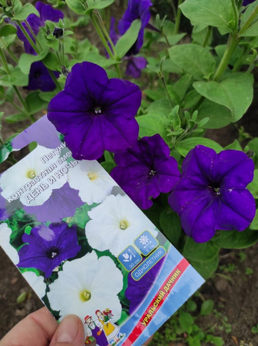 Петуния ДЕНЬ И НОЧЬ F1  Контрастная смесь - Уральский дачник фото 2