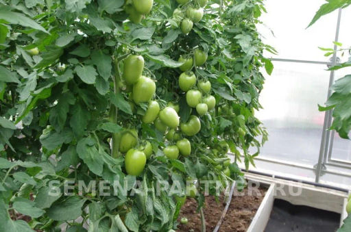 Томат Камелот - Партнер фото 3