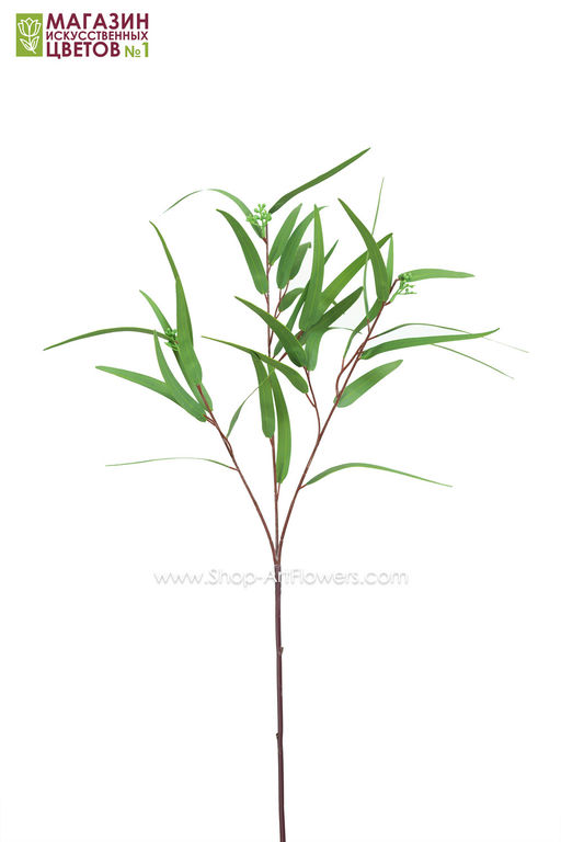 117 Эвкалипт Николя - Без тм фото 2