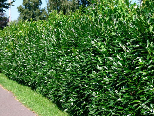 Лавровишня обыкновенная кавказская - Долина роз фото 2