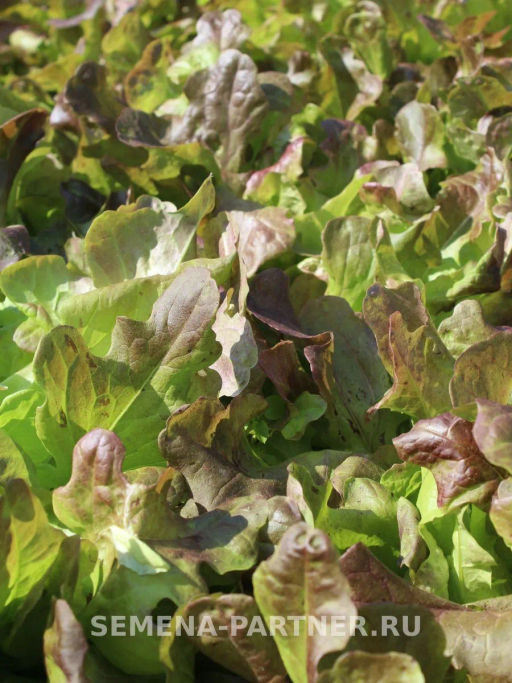 Салат листовой Эмили - Партнер фото 3