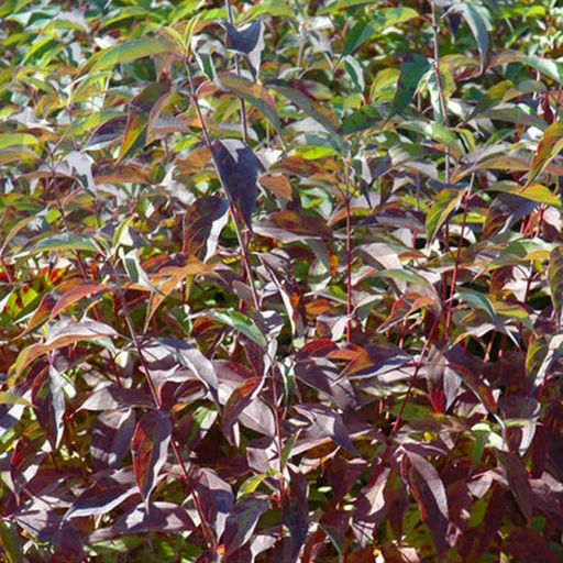 Дерен белый Ред Гном Р13