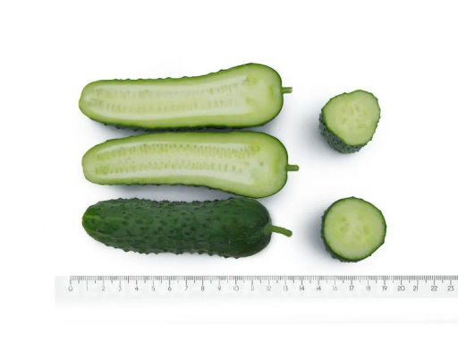 Огурец партенокарпический Шторм - Партнер фото 8