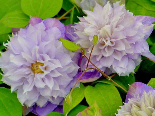 Клематис Вероника Чойс - Долина роз фото 2