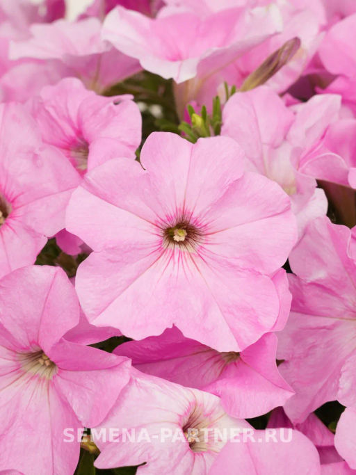 Петуния Зацветёт Short Пинки Милки многоцветковая каскадная - Партнер фото 3