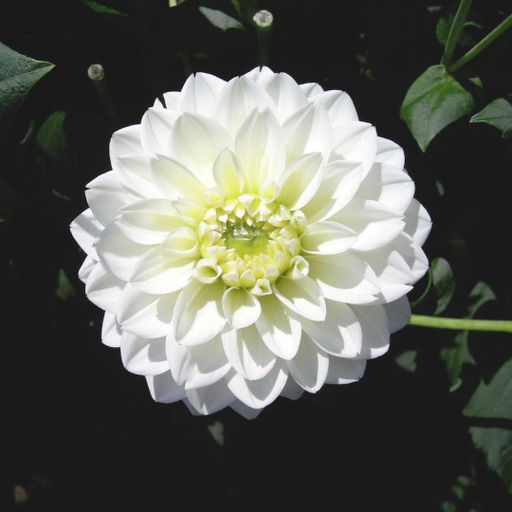 ГЕОРГИНА Полар Айс Разбор I Кол-во упак., шт 1