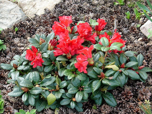 Рододендрон Scarlet Wonder (Скарлет Вондер) - Долина роз фото 3