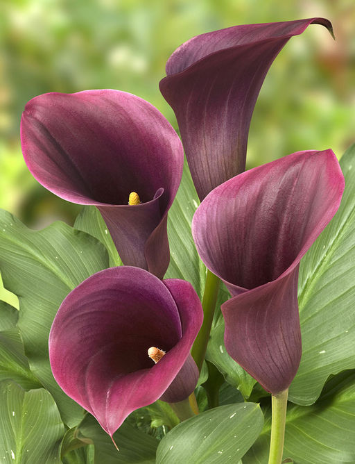 КАЛЛА Капитан Промис Разбор 12/14 Кол-во упак., шт 2