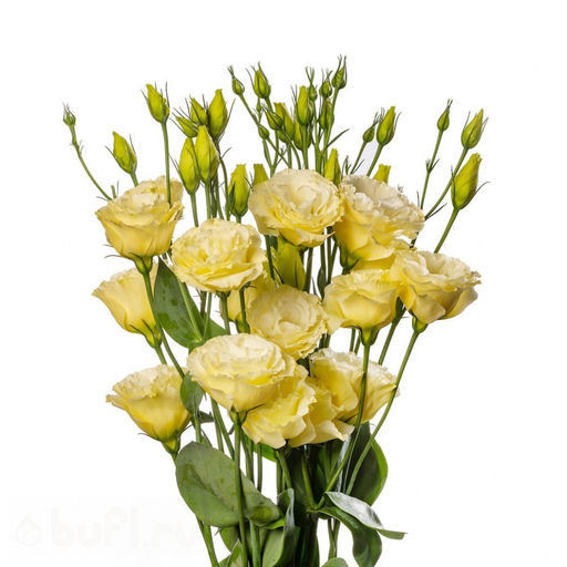 Эустома махровая желтая (семена 10 шт.)