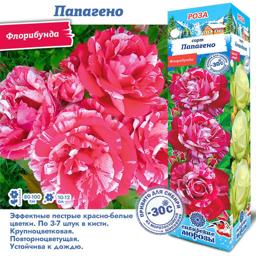 Роза Папагено (Флорибунда) 1шт