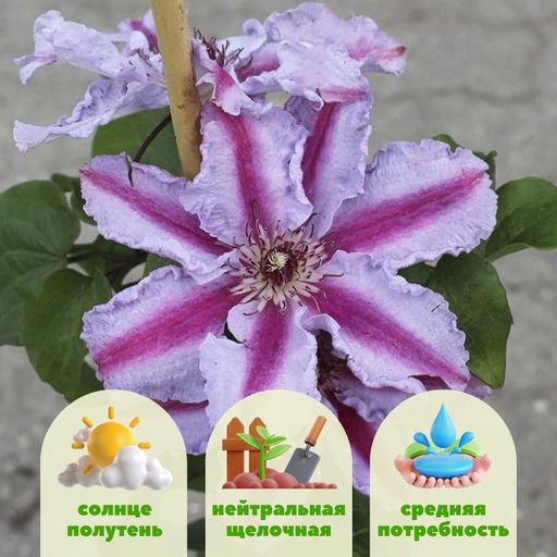 Клематис Тюдор - Долина роз фото 7