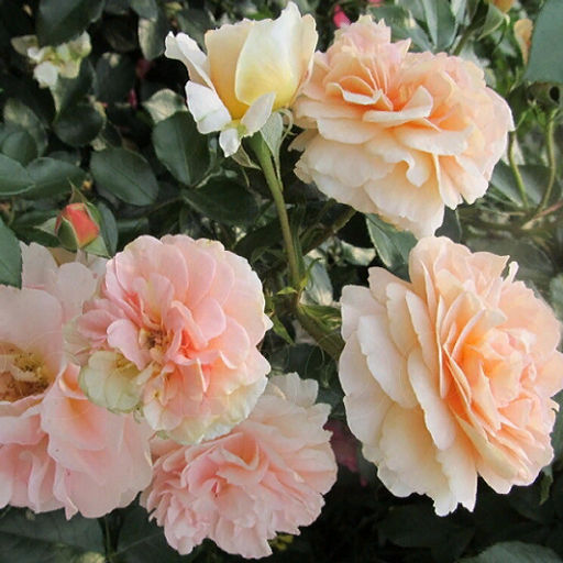 R183 ЗАНГЕРХАУЗЕР ЮБИЛЯУМРОЗЕ