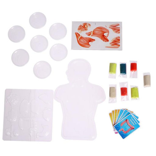 Набор для опытов Моё удивительное тело - Эврики фото 2