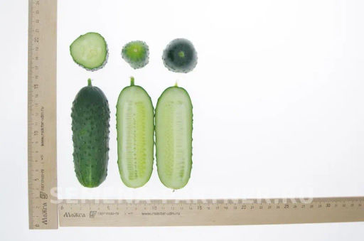 Огурец партенокарпический Платоша - Партнер фото 5