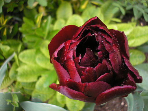 Тюльпан Antraciet (Антрацит) - Долина роз фото 2