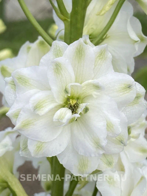 Дельфиниум Грин Твист - Партнер фото 3