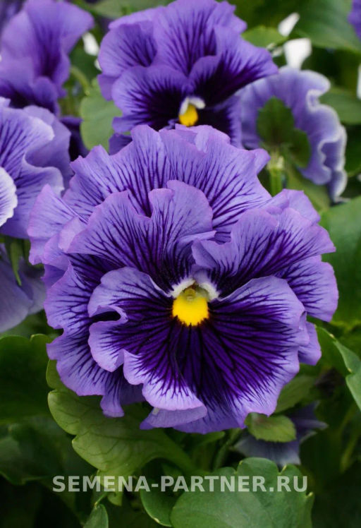 Виола бахромчатая Танго-Манго Румба - Партнер фото 3