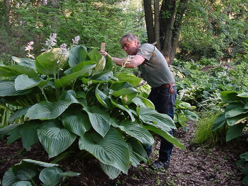 Хоста Т Рекс - Долина роз фото 3