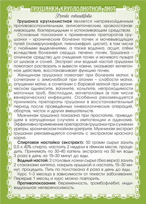 Грушанка круглолистная (лист) - Мариславна фото 3