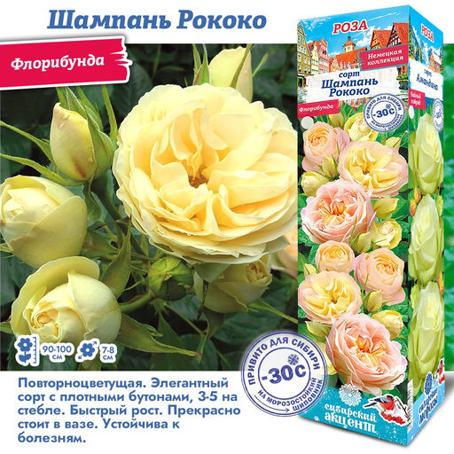 Роза Шампань Рококо (Флорибунда) 1шт