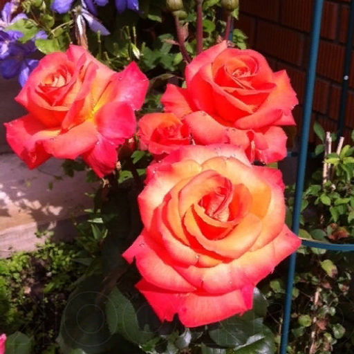 R530 ХРИСТОФОР КОЛУМБ