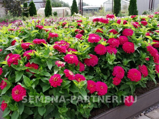 Цинния георгиновидная Фэнтези Византийская Фуксия - Партнер фото 7