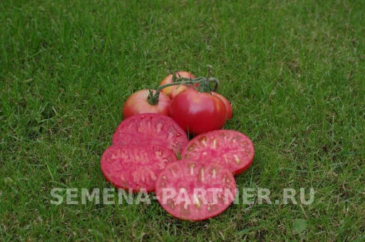 Томат Гордость Застолья - Партнер фото 6