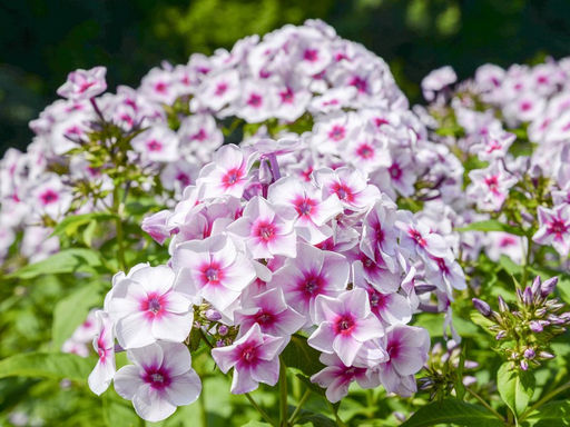 Флокс метельчатый Граф Цеппелин