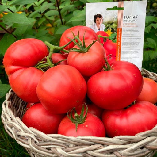 Томат ЗЛАТОУСТ коллекция Татьяны Штайнерт Авторская селекция - Уральский дачник фото 2