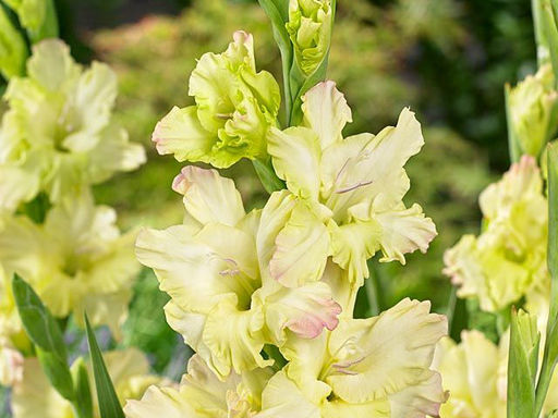 Гладиолус Алисия 5 шт - Долина роз фото 2