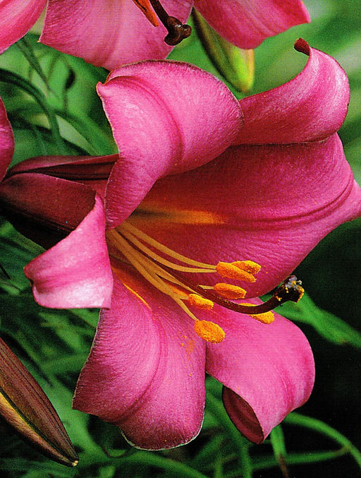 ЛИЛИЯ Пинк Перфекшн Разбор 12/14 Кол-во упак., шт 5