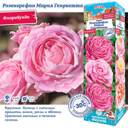 Роза Розенгрефин Мария Генриетта (Флорибунда) 1шт