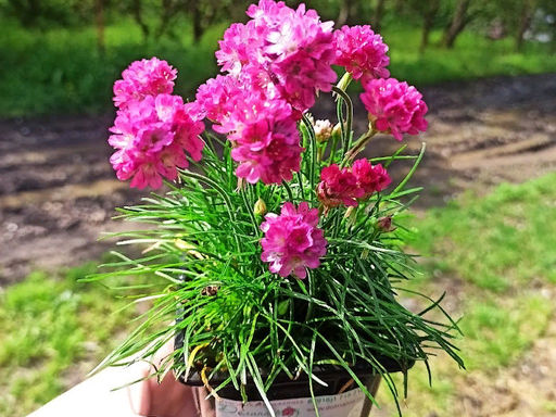 Армерия приморская Монинг Стар Дип Роуз - Долина роз фото 2