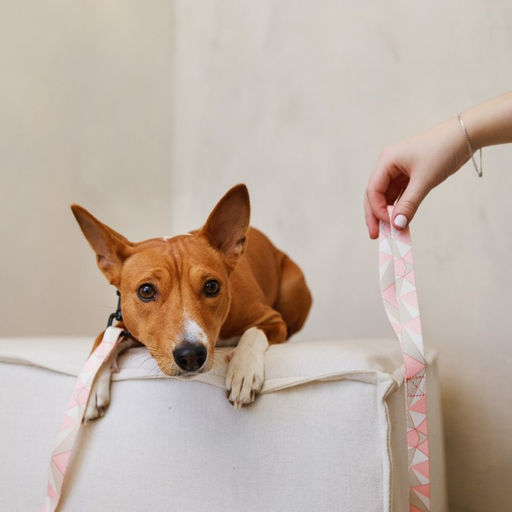 Набор Ромбы, застёжка - фастекс, поводок 2 м и ошейник 28-46 см - Пушистое счастье фото 4