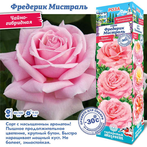 Роза Фредерик Мистраль (Чайно-гибридная) 1шт