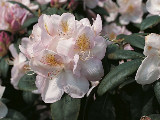 Рододендрон Gomer Waterer (Гомер Ватерер) - Долина роз фото 7