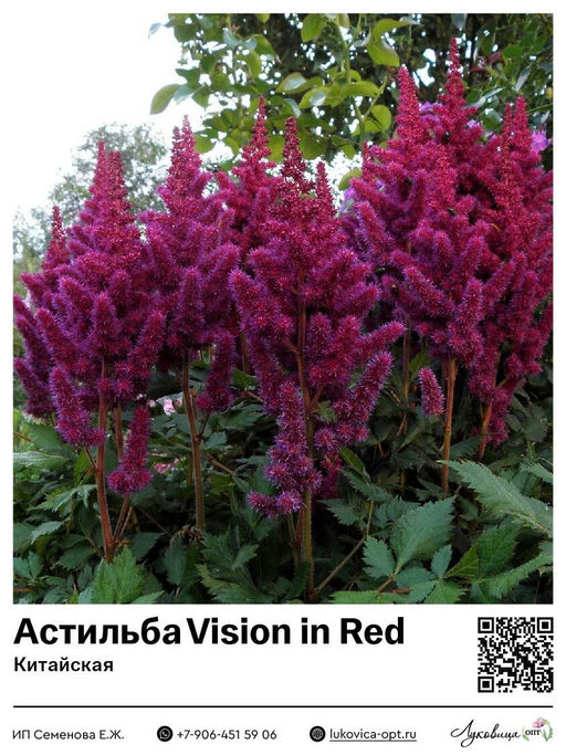 Астильба Vision in Red (Китайская)