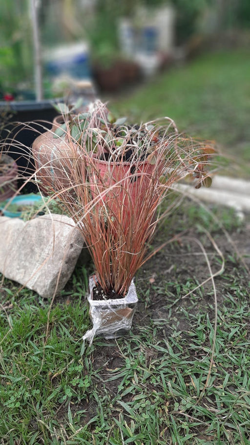 Осока Милк Чоколейт