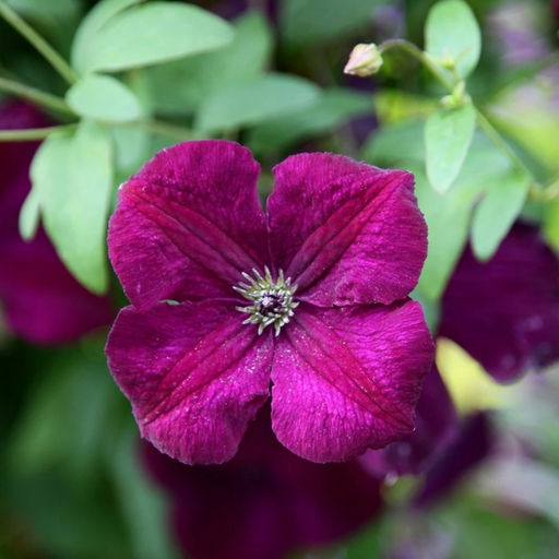 Клематис Роял Велюр - Долина роз фото 3